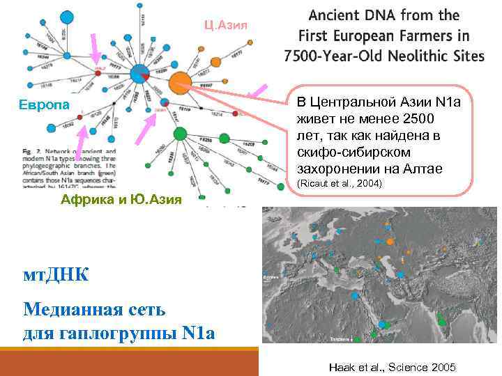      Ц. Азия Европа     В Центральной