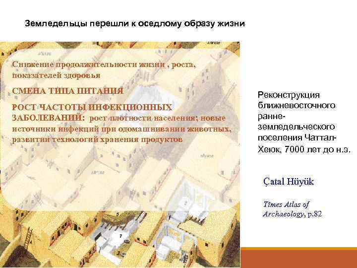  Земледельцы перешли к оседлому образу жизни  Снижение продолжительности жизни , роста, показателей