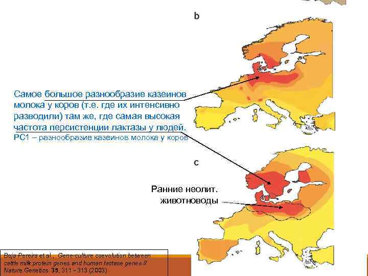   Самое большое разнообразие казеинов молока у коров (т. е. где их интенсивно