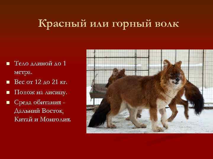   Красный или горный волк  n  Тело длиной до 1 метра.