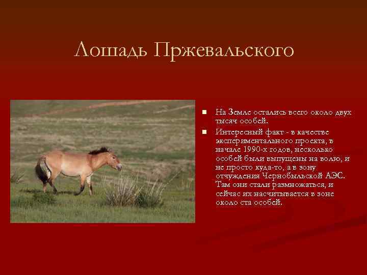 Лошадь Пржевальского   n  На Земле остались всего около двух  