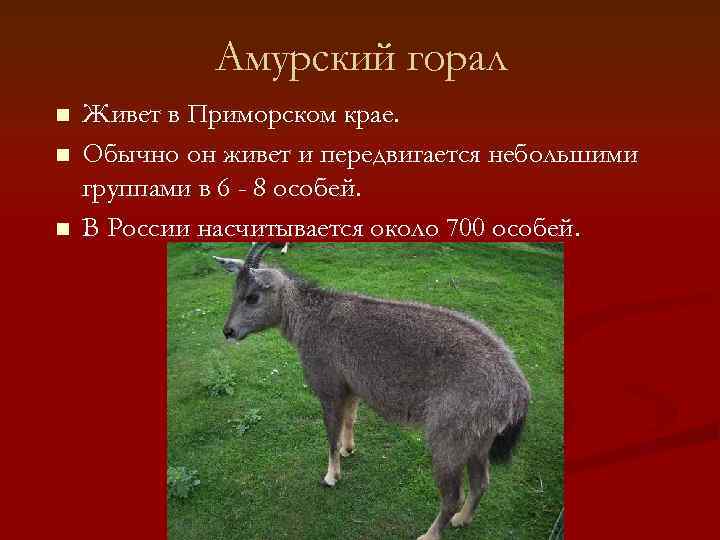    Амурский горал n  Живет в Приморском крае. n  Обычно
