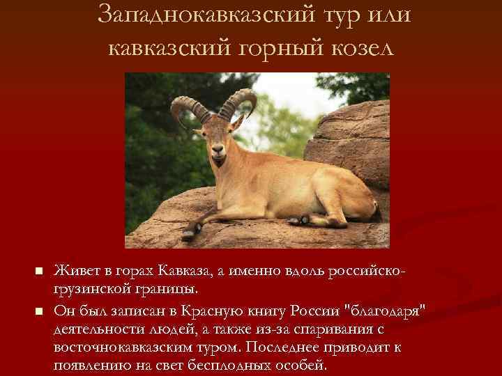    Западнокавказский тур или  кавказский горный козел n  Живет в