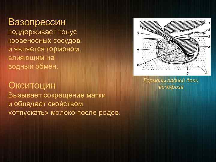 Вазопрессин   поддерживает тонус кровеносных сосудов и является гормоном, влияющим на водный обмен.
