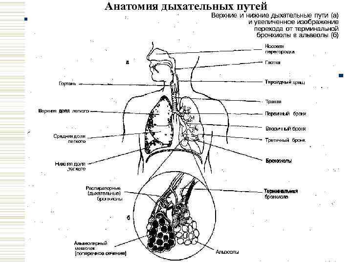 Обозначьте на рисунке названия элементов воздухоносных путей