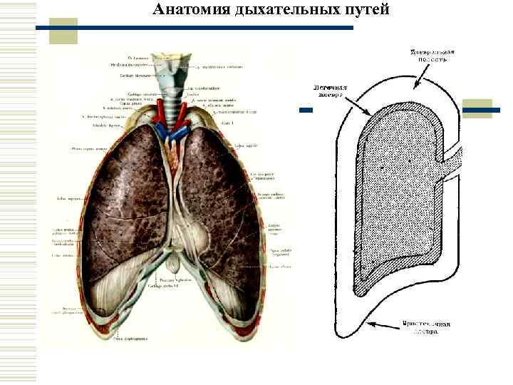 Анатомия дыхательных путей 