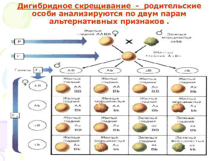 Скрещивание родительских особей. Генетика индивидуального развития. Альтернативных признаков скрещивание по двум парам. Скрещивание двух особей генетика. 2. Скрещивание особей с альтернативными признаками..