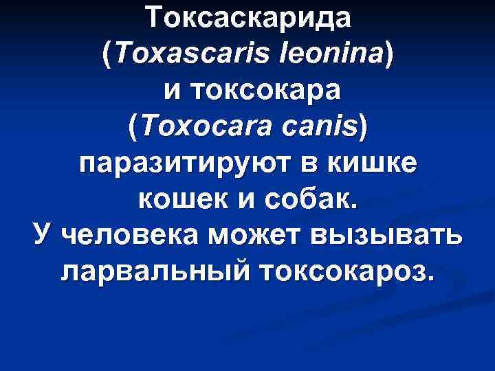   Токсаскарида (Toxascaris leonina)   и токсокара  (Toxocara canis)  паразитируют