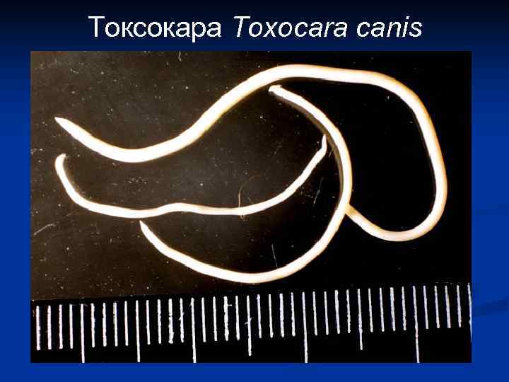 Токсокара Toxocara canis 