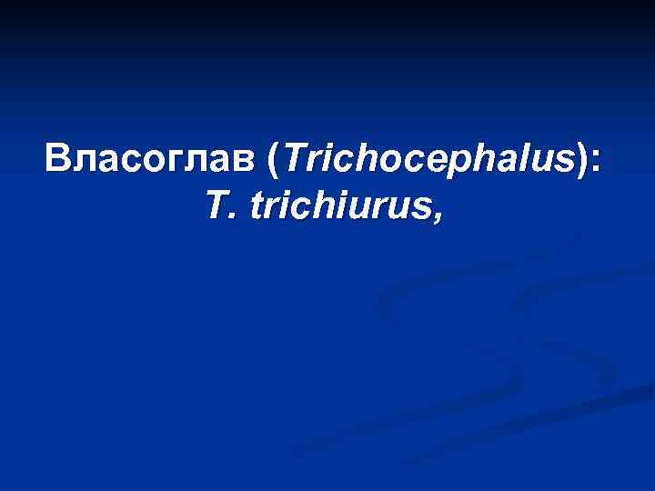 Власоглав (Trichocephalus):   T. trichiurus, 