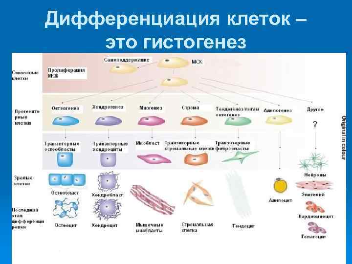 Дифференцировка это. Клеточная дифференцировка таблица. Дифференцировка клеток это простыми словами. Дифференцировка клеток и тканей. Дифференцировка клеток это в биологии.