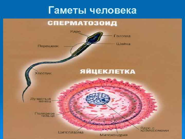 Женские гаметы это. Строение гамет. Строение гамет человека. Гаметы это. Строение женских гамет у растений.