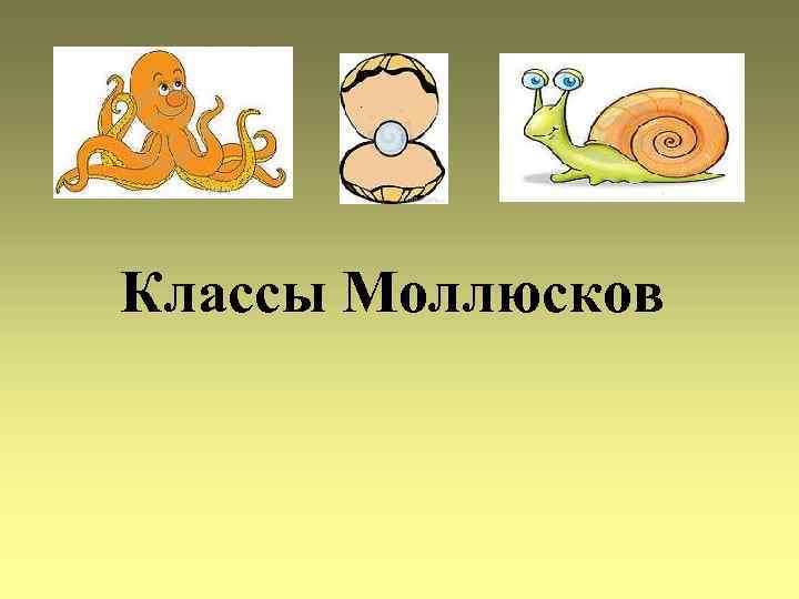 Классы Моллюсков 