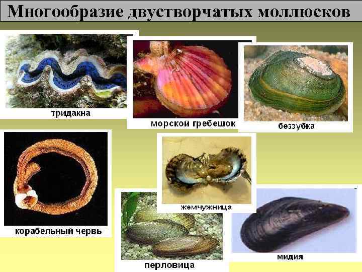 Многообразие двустворчатых моллюсков 