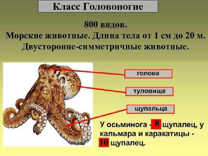    Класс Головоногие   800 видов. Морские животные. Длина тела от