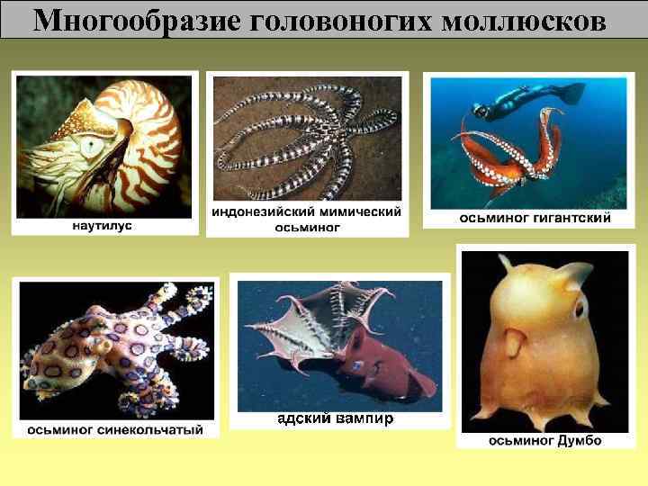 Многообразие головоногих моллюсков 