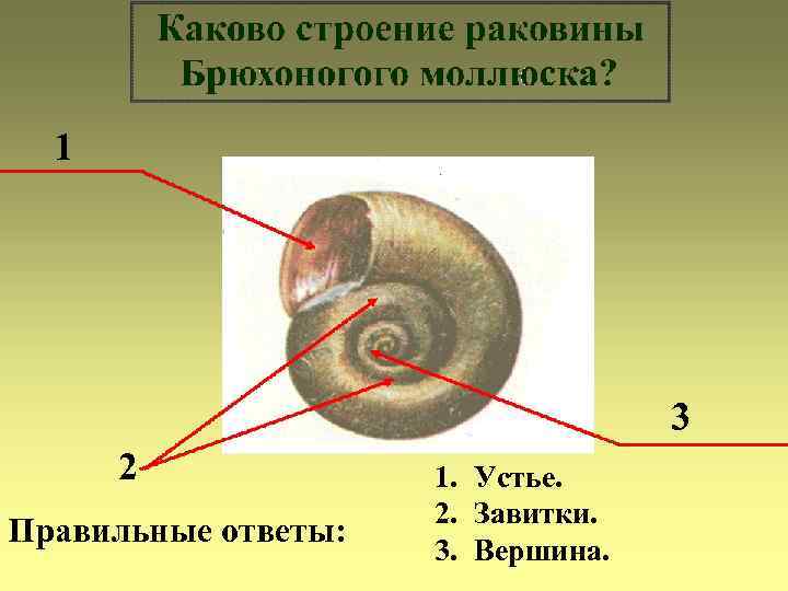  1    3  2   1. Устье.  