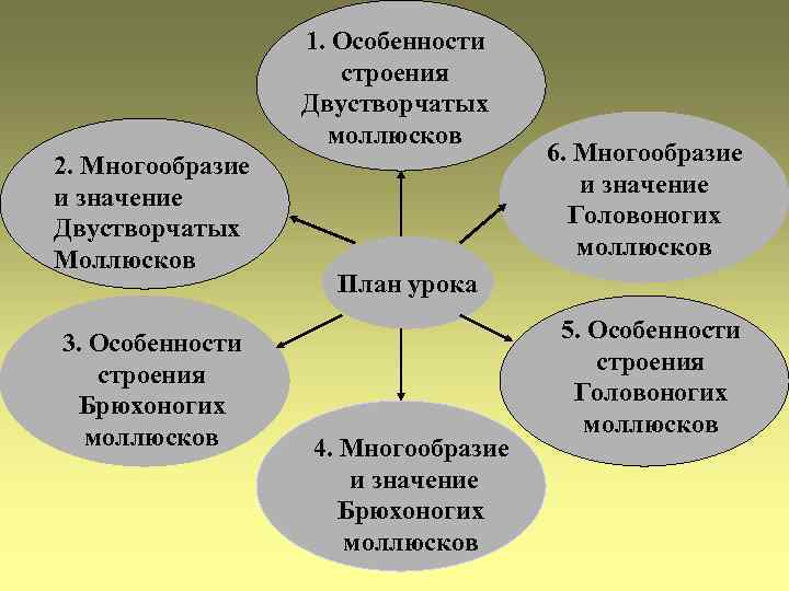    1. Особенности     строения    Двустворчатых