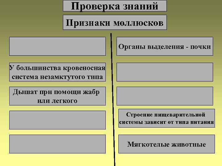     Проверка знаний    Признаки моллюсков  Органы выделения