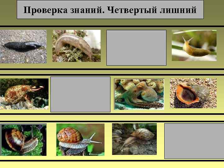 Проверка знаний. Четвертый лишний 