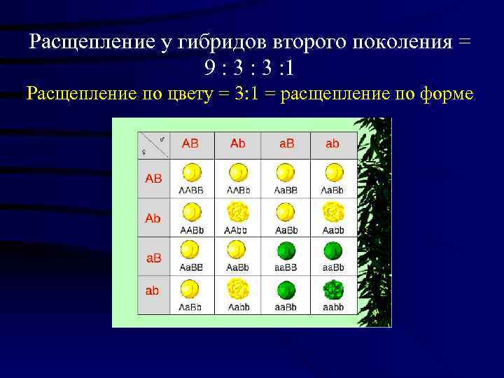 Расщепление у гибридов второго поколения =   9 : 3 : 1 Расщепление