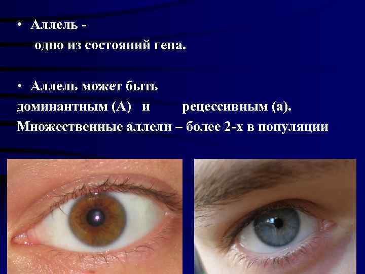  • Аллель - одно из состояний гена.  • Аллель может быть доминантным