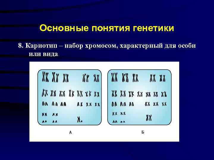 Основные понятия генетики 8. Кариотип – набор хромосом, характерный для особи или вида