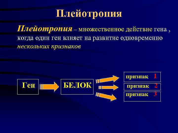    Плейотропия – множественное действие гена ,  когда один ген