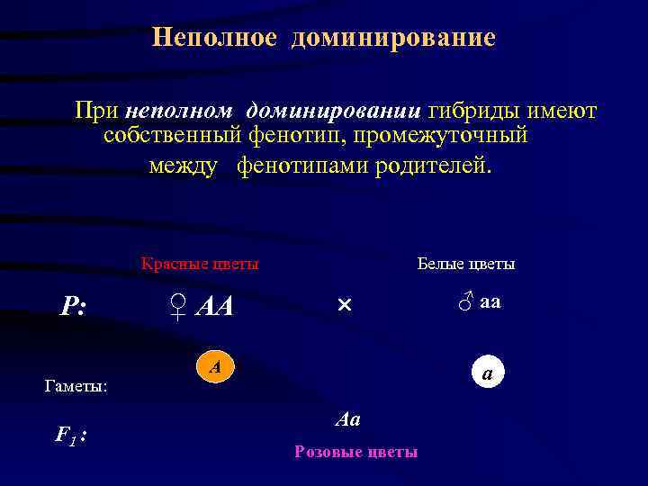   Неполное доминирование При неполном доминировании гибриды имеют    собственный фенотип,