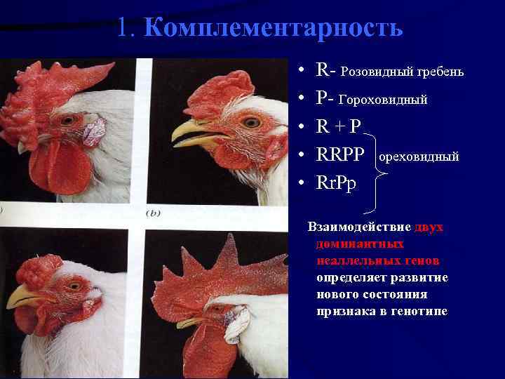  1. Комплементарность    •  R- Розовидный гребень   