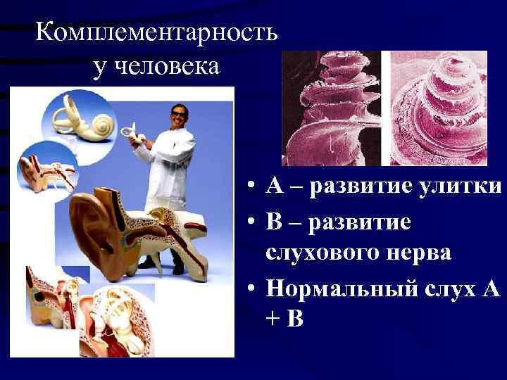 Комплементарность у человека    • А – развитие улитки   •