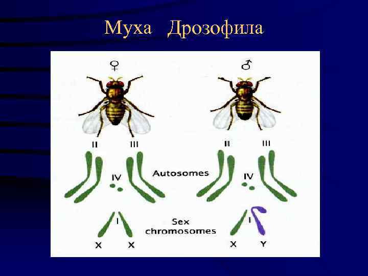 Муха  Дрозофила 