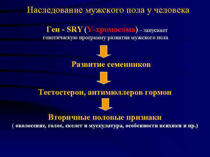  Наследование мужского пола у человека    Ген - SRY (Y-хромосома) –