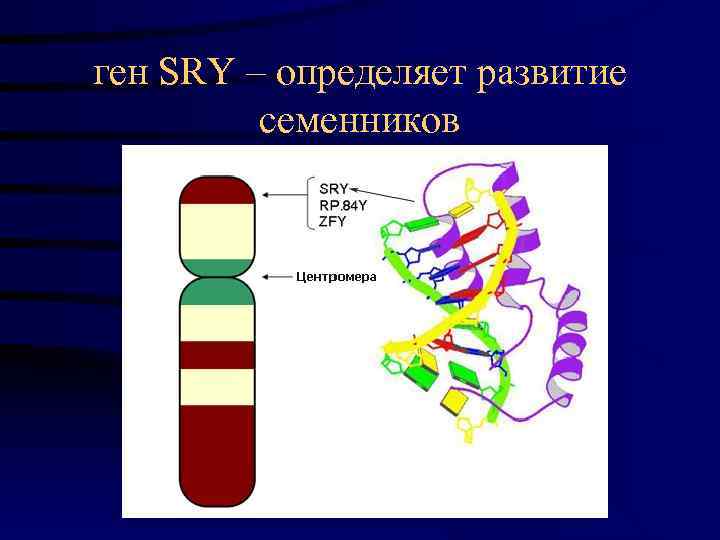 ген SRY – определяет развитие  семенников 