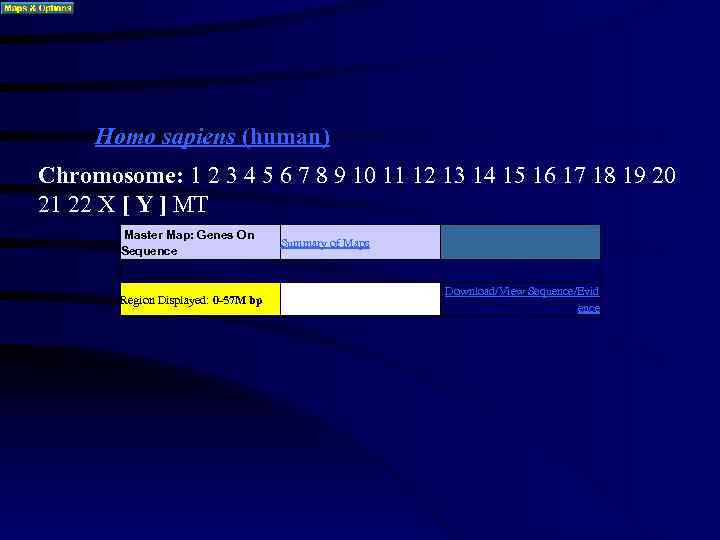  Homo sapiens (human) Chromosome: 1 2 3 4 5 6 7 8 9