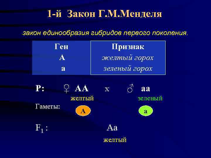   1 -й Закон Г. М. Менделя закон единообразия гибридов первого поколения. 