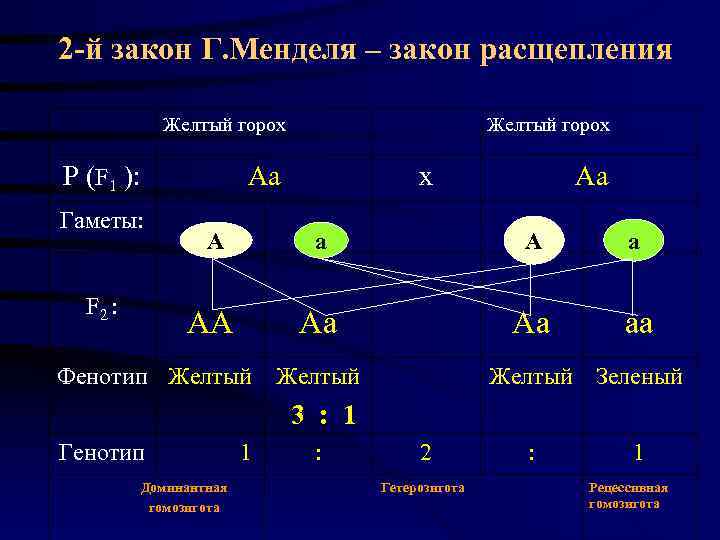 2 -й закон Г. Менделя – закон расщепления    Желтый горох 