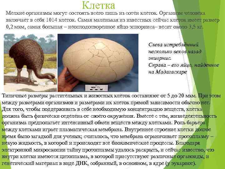       Клетка Мелкие организмы могут состоять всего лишь из