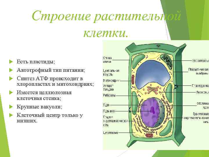    Строение растительной   клетки. Есть пластиды; Автотрофный тип питания; Синтез