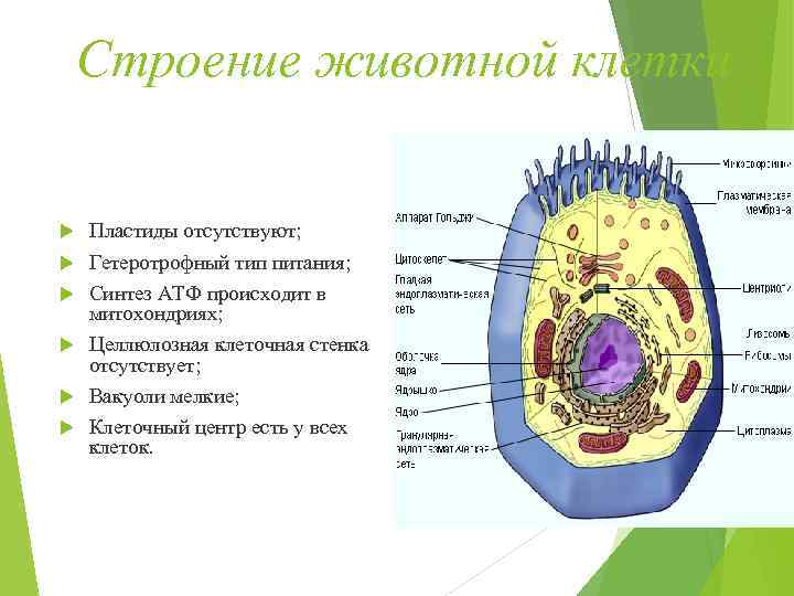   Строение животной клетки  Пластиды отсутствуют; Гетеротрофный тип питания; Синтез АТФ происходит