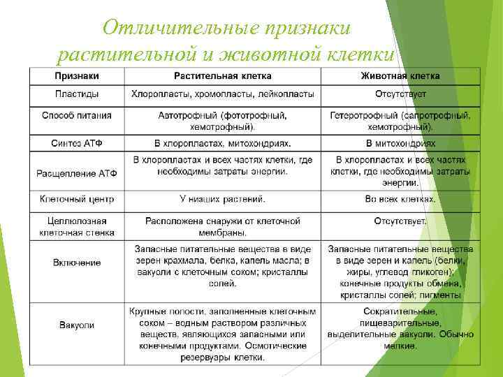   Отличительные признаки растительной и животной клетки 