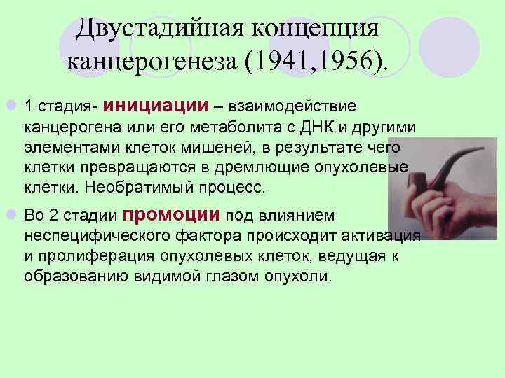   Двустадийная концепция  канцерогенеза (1941, 1956). l 1 стадия- инициации – взаимодействие