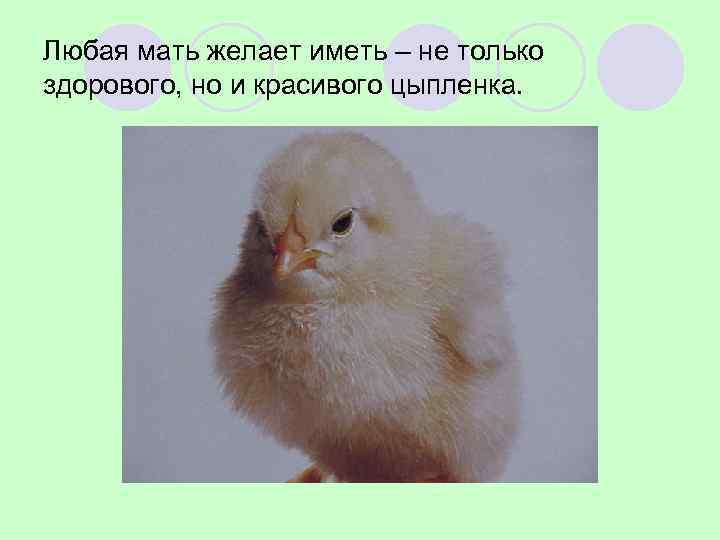 Любая мать желает иметь – не только здорового, но и красивого цыпленка. 