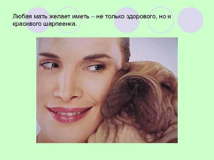 Любая мать желает иметь – не только здорового, но и красивого шарпеенка. 