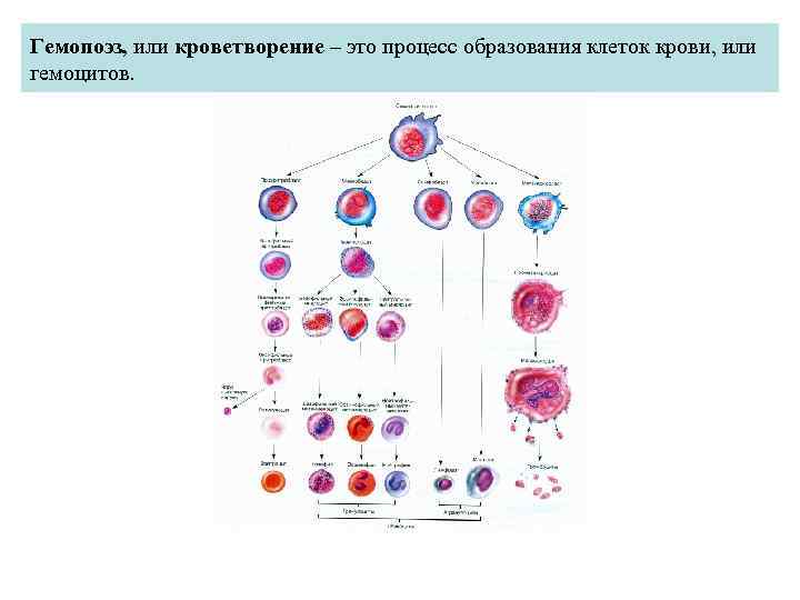 Гемопоэз, или кроветворение – это процесс образования клеток крови, или гемоцитов. 