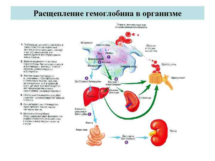 Расщепления организма