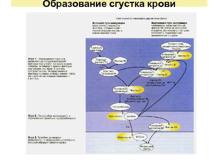Образование сгустка крови 