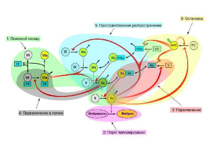  Регуляция свертывания крови (из Panteleev et al. Biophys J 2010) 