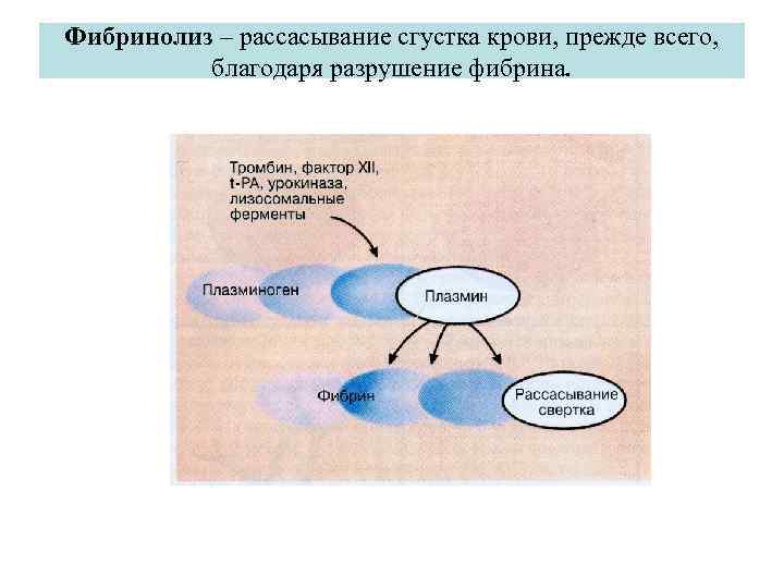 Фибринолиз – рассасывание сгустка крови, прежде всего,   благодаря разрушение фибрина. 
