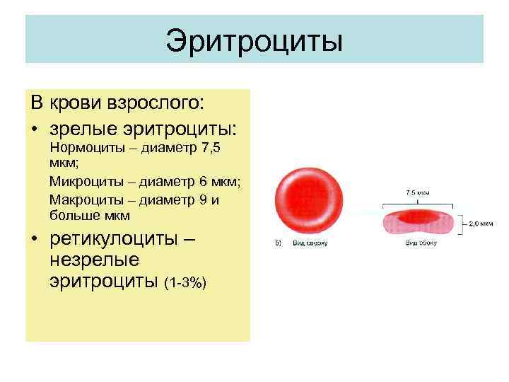 Эритроциты что это. Строение эритроцитов физиология. Незрелые формы эритроцитов. Юные эритроциты в крови. Физиология крови эритроциты.